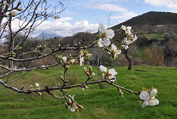 Datçada yalancı bahar Badem ağaçları çiçek açtı