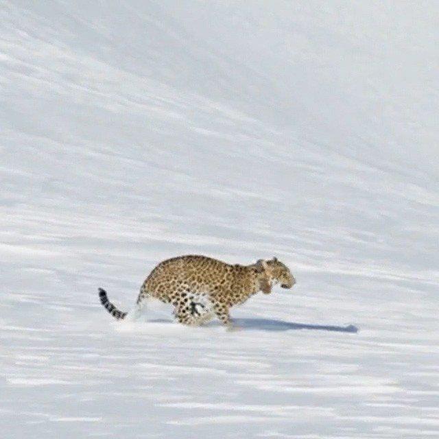 Putin’in leoparı doğaya salındı