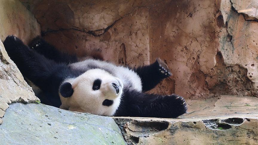 Çinin diplomat pandalarına sarayda özenle bakılıyor