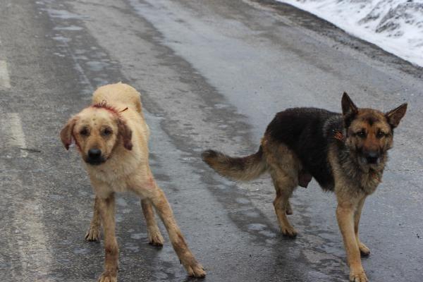 Dağa terkedilen köpekler soğuktan ve açlıktan öldü