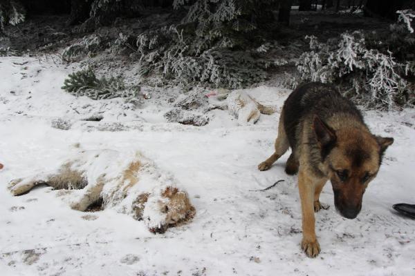 Dağa terkedilen köpekler soğuktan ve açlıktan öldü