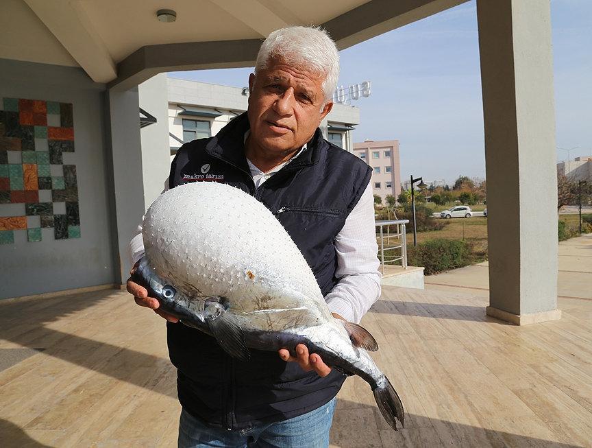 Balon balığı Antalya Körfezinde ortaya çıktı