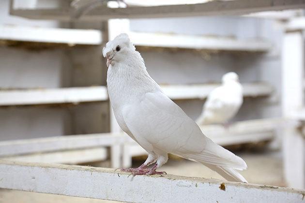 İşte kültürel miras Bayburt güvercini: Çift kukul (Türk Fısıldayıcısı)