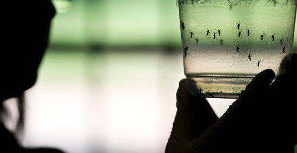 Zika virüsü nedir Zika virüsü insanlara nereden bulaşır