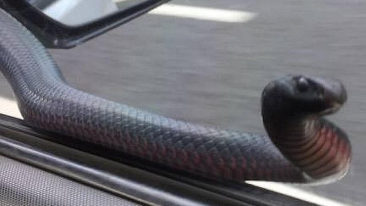 Arabada zehirli yılan paniği