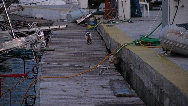 Köpekten kaçarken denize düşen kediyi vatandaşlar kurtardı