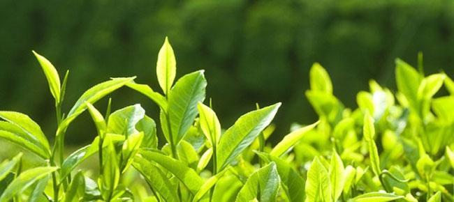 Yeşil çay cildi yeniliyor