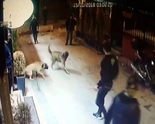 İstanbul Beyoğlunda köpeklere işkence