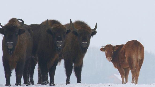 Polonyada çiftlikten kaçan inek bizon sürüsüne katıldı