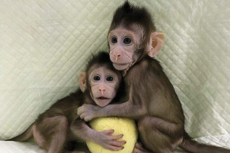 Koyun Dollyden sonra bir ilk Çinliler dünyada ilk kez bir maymun klonladı