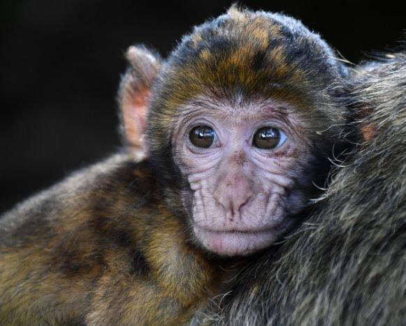 Alman otomobil devleri maymunlara egzoz gazı mı soluttu