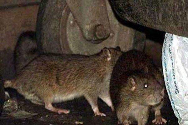 Tahranda fare sayısı 50 milyonu aştı