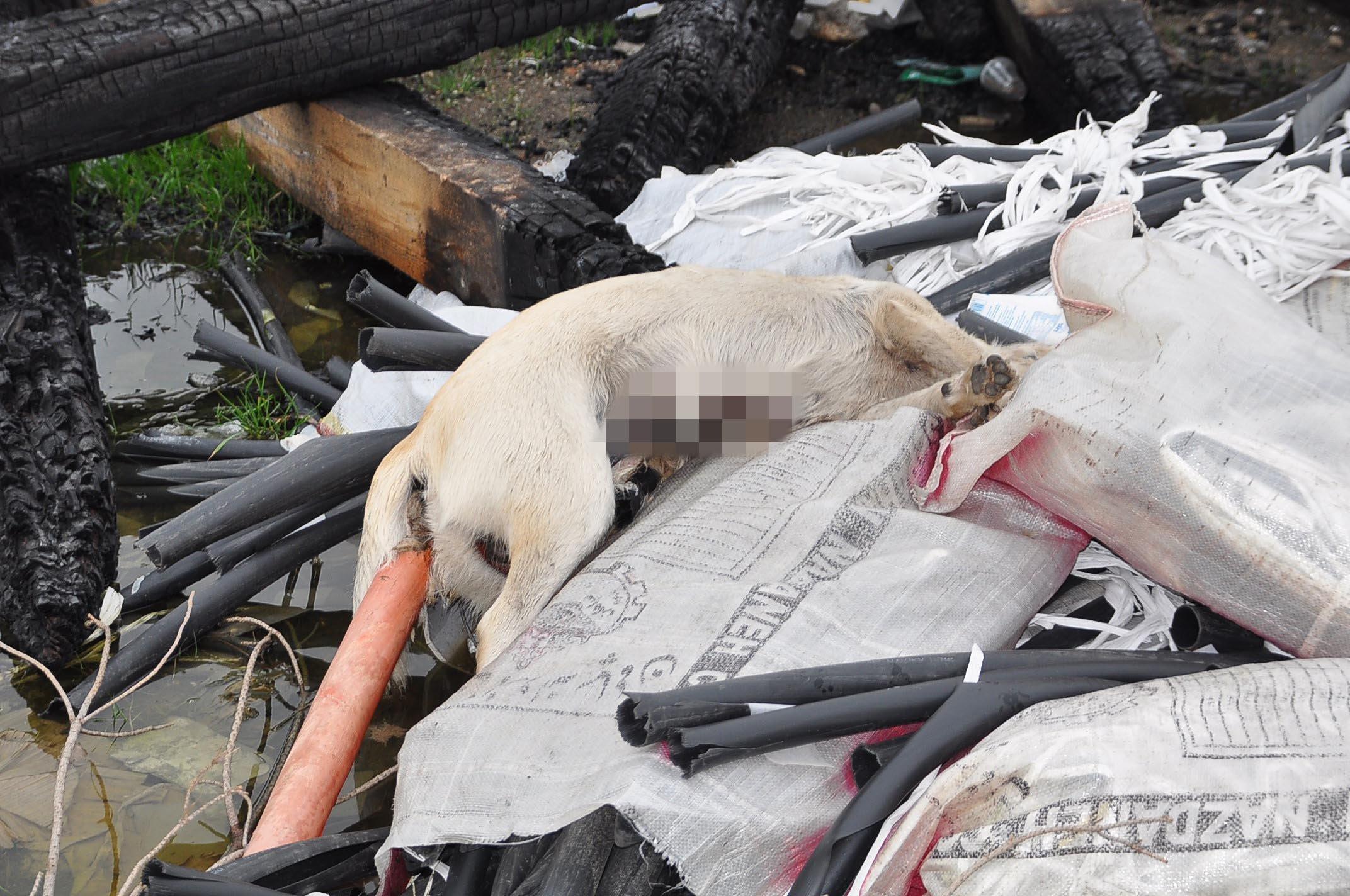 İzmirde çöplükte 14 kedi ve köpek ölüsü bulundu