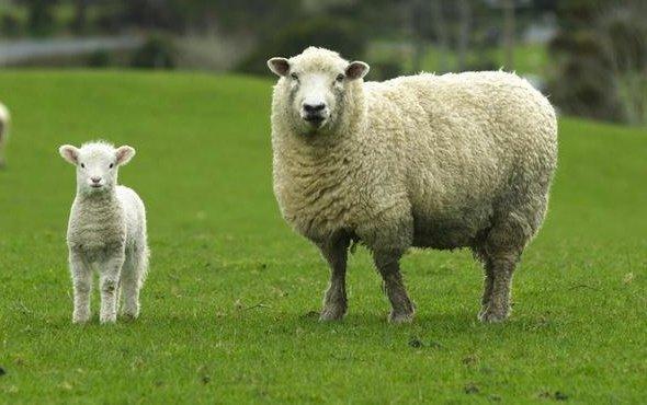 300 koyun kaç ayda kuzular Köye dönüş projesi