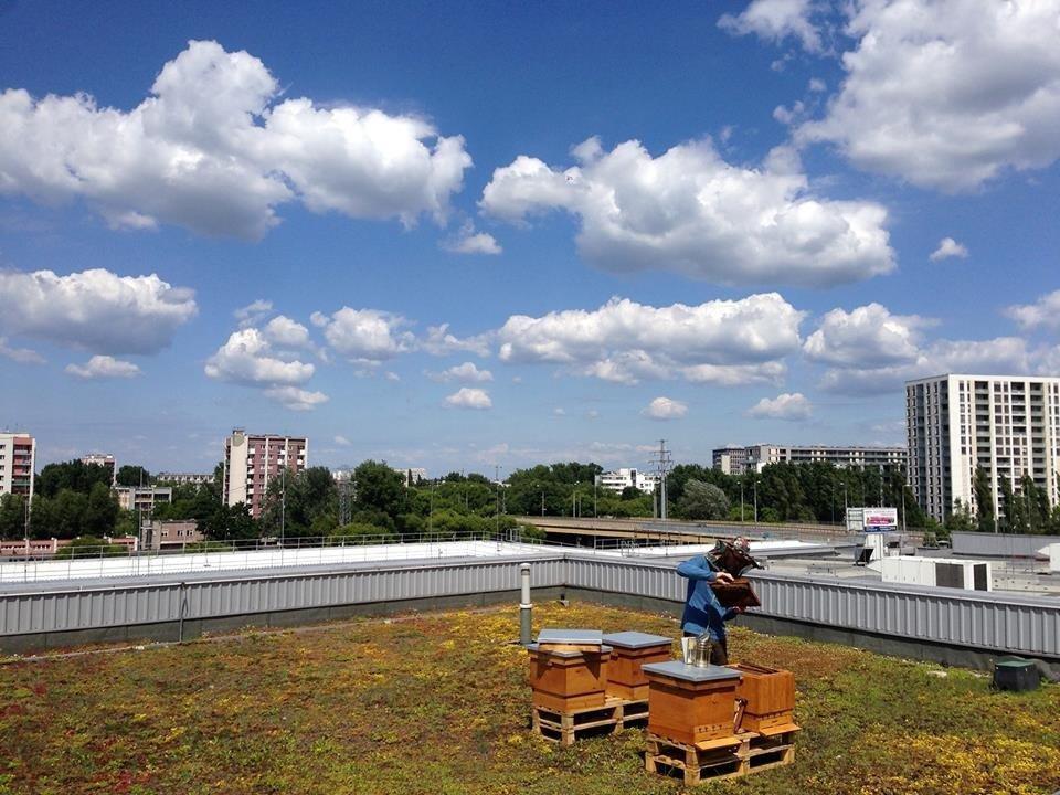 Polonyalı ekonomist plazaların çatısında arıcılık yapıyor