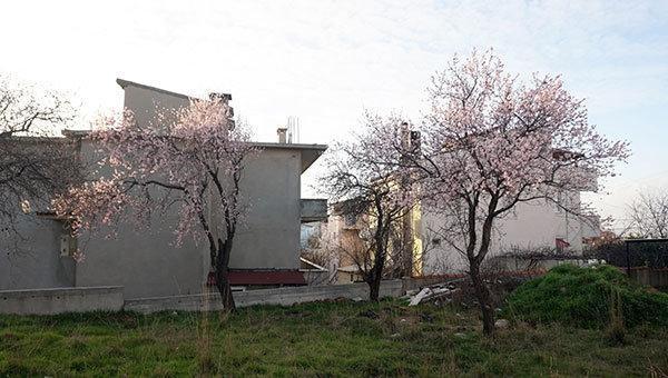 Edirne’de kış ortasında ağaçlar çiçek açtı