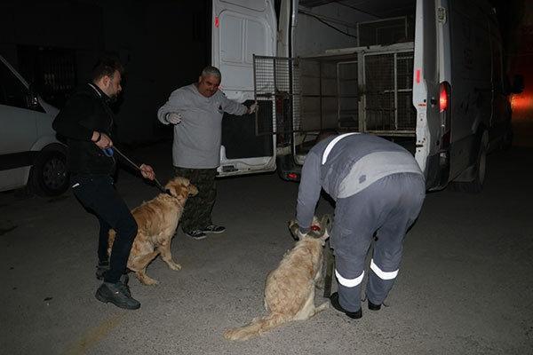 Adanada köpeklere işkence yapan adam gözaltına alındı