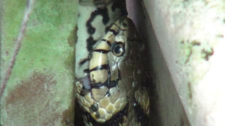 Kurbağayı yılanın ağzından kürekle kurtardı