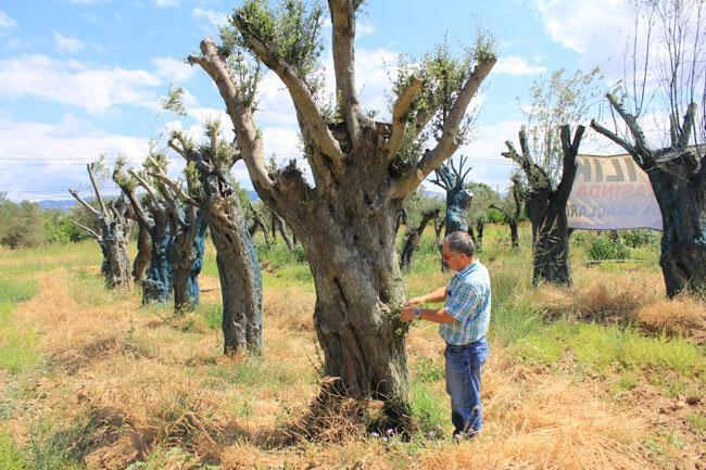 300 yıllık zeytin ağacı 5 bin TL