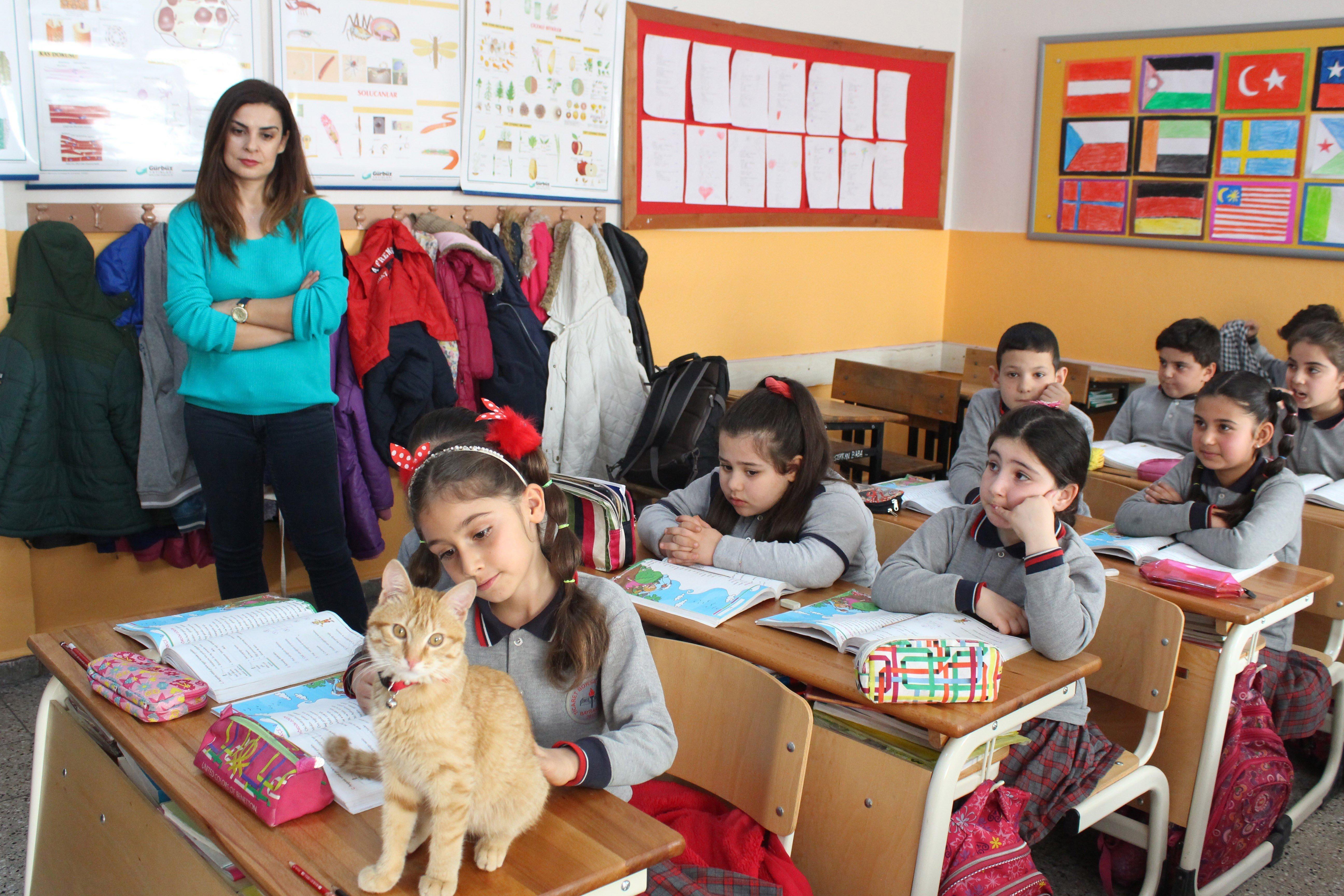 İzmirde okuldan uzaklaştırılan kedi sınıfına geri döndü
