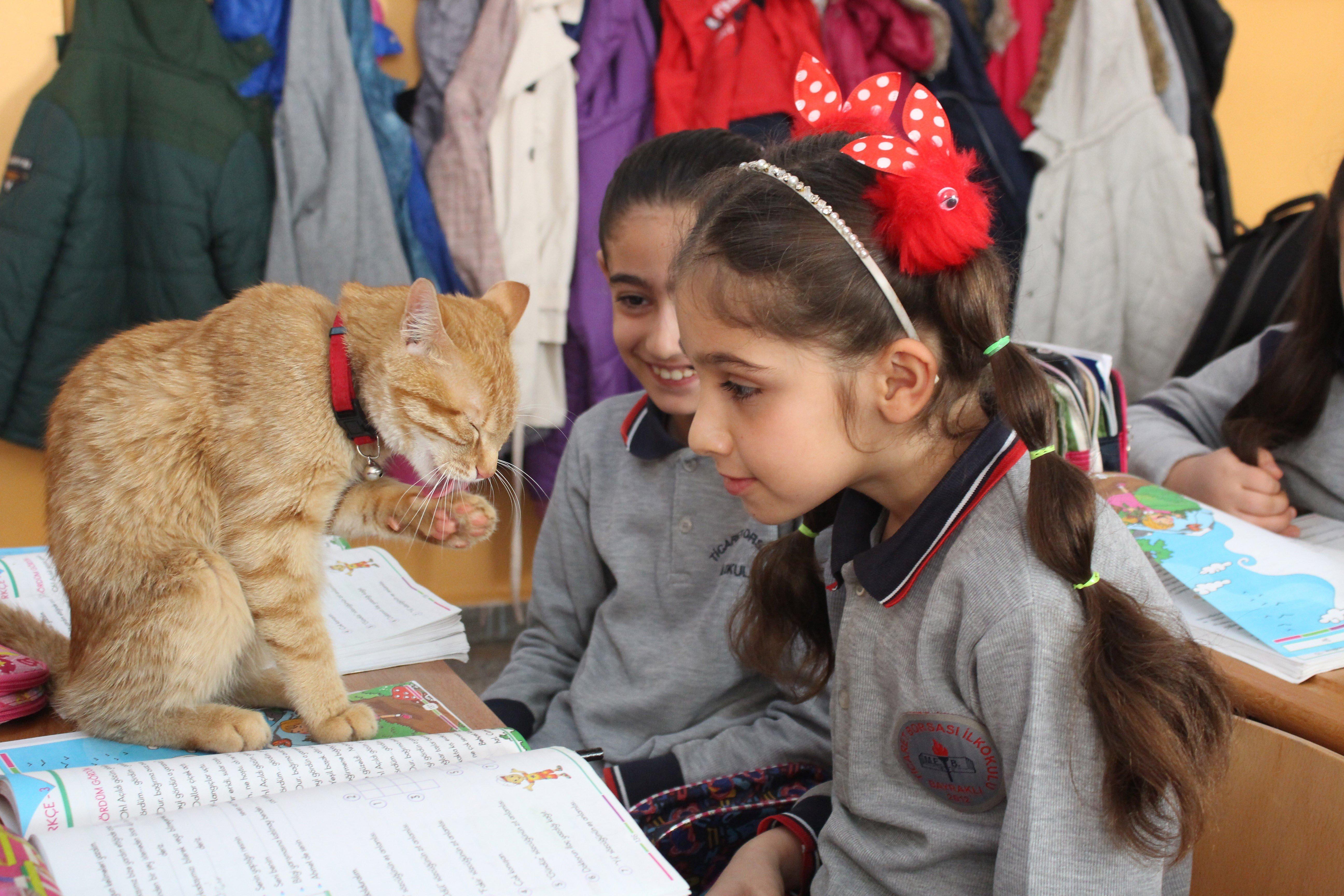 İzmirde okuldan uzaklaştırılan kedi sınıfına geri döndü