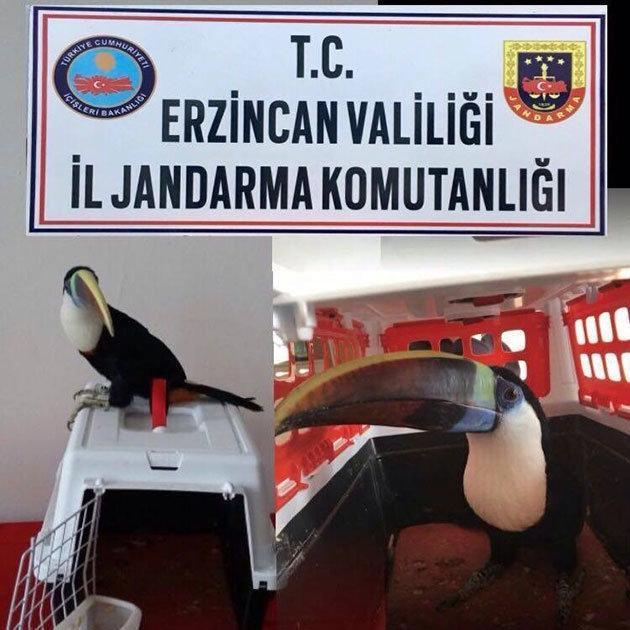 Erzincan da 25 bin TL değerinde Tukan cinsi kuş ele geçirildi