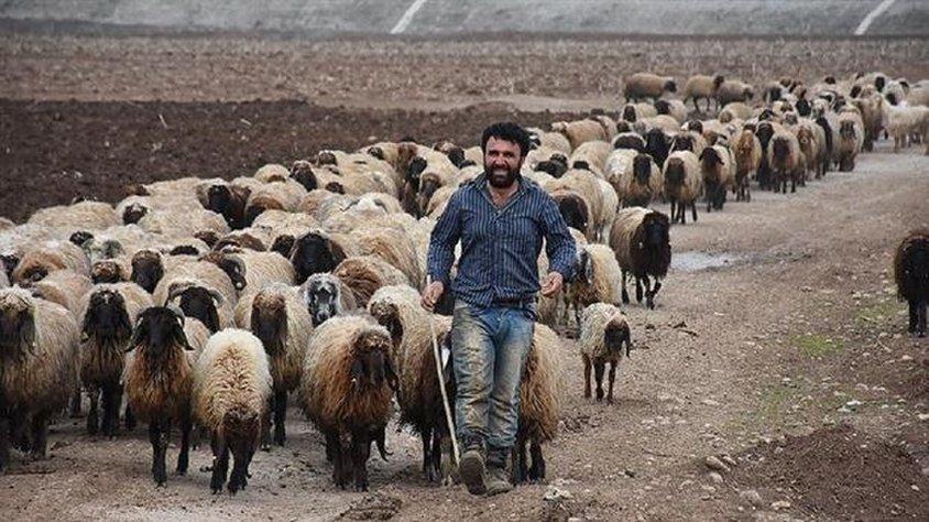 300 koyun projesinin detayları Bakan Fakıbaba tarafından açıklandı 300 koyun projesi nedir