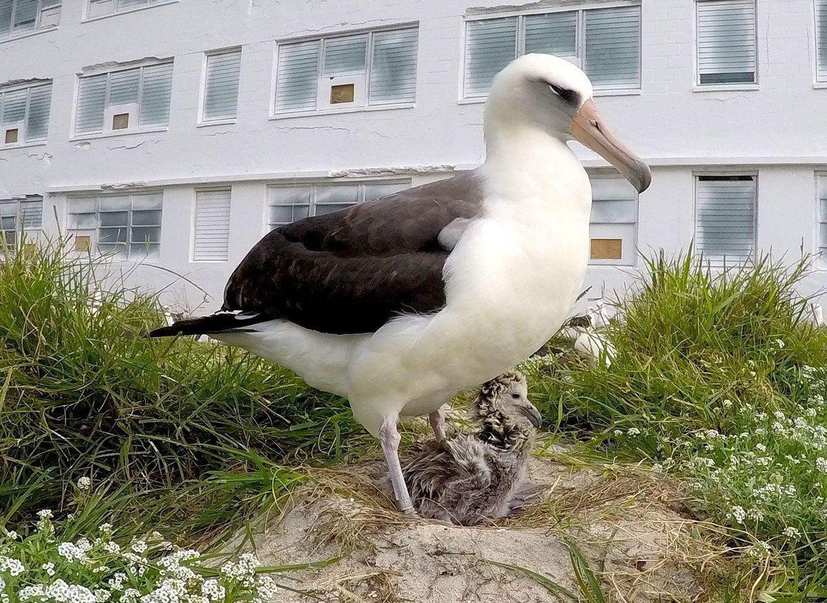 Albatros kuşu 67 yaşında anne oldu