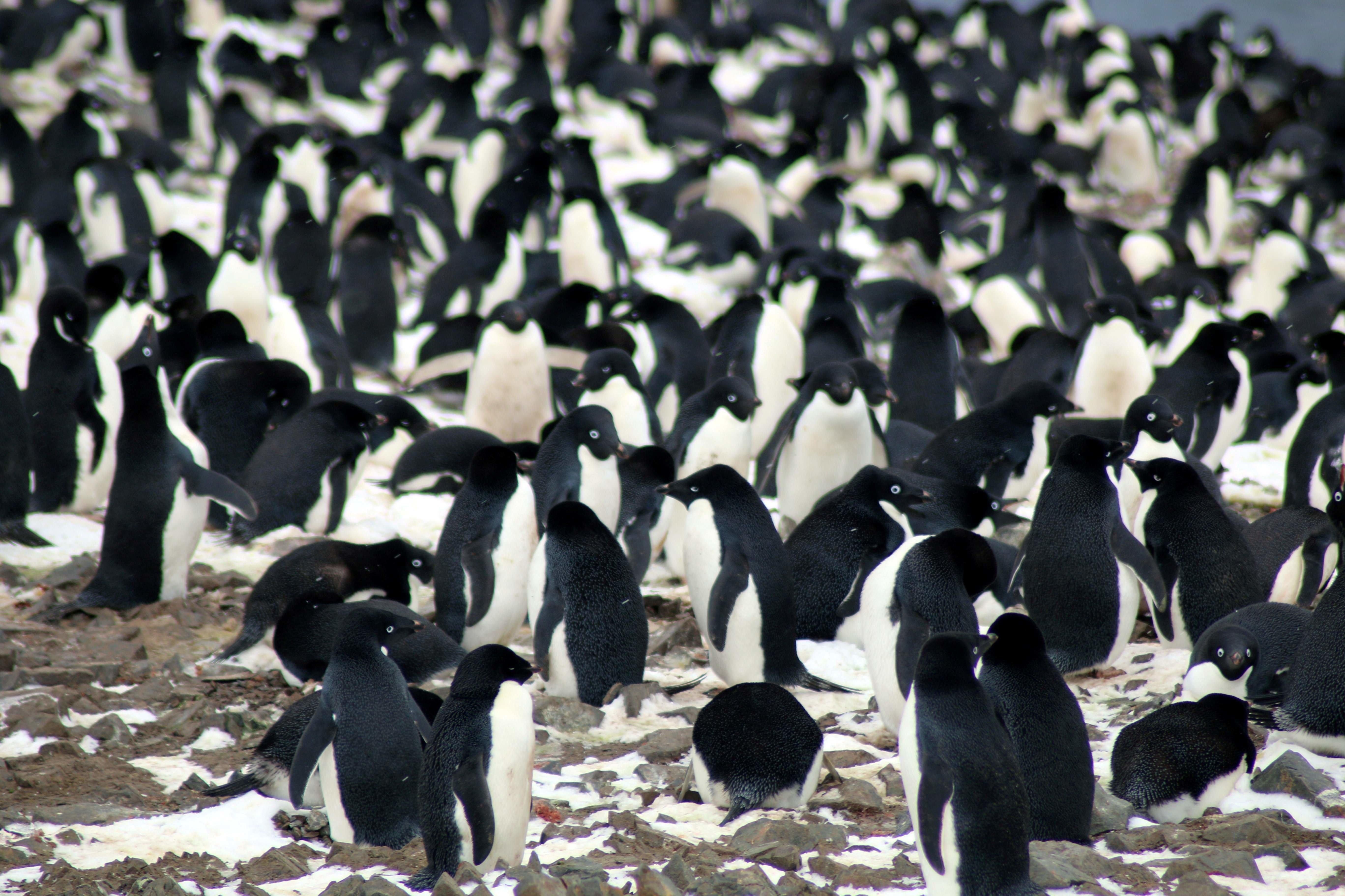Antartikada 1,5 milyonluk yeni penguen sürüsü keşfedildi