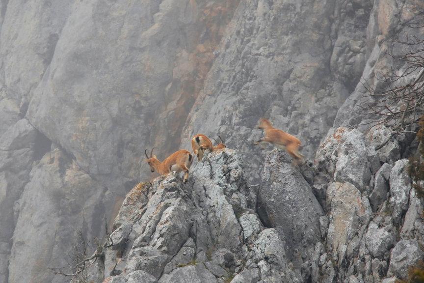 Torosların dağ keçileri sarp kayalıklarda görüntülendi