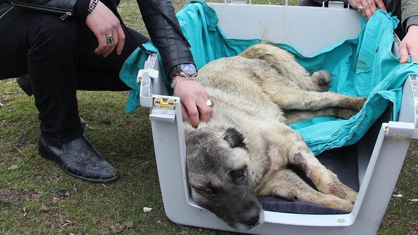 Sivasta halk yaralı köpeği iyileştirmek için seferber oldu