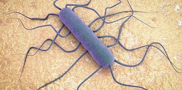 Avustralyada listeria bakterisi bulaşan kavun 4 kişiyi öldürdü (Listeria bakterisi nedir)