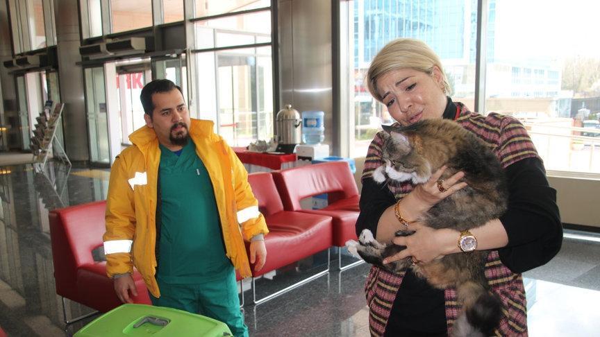 CHPnin kedisi Şero sağlığına kavuştu
