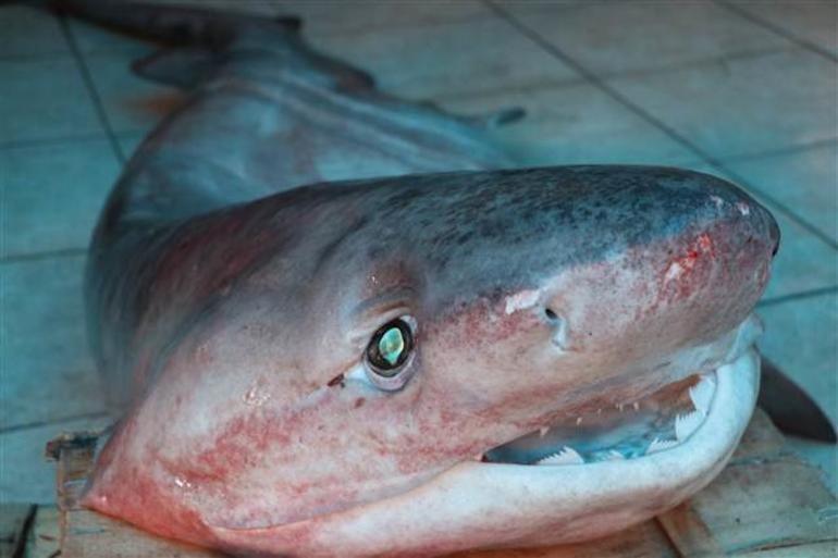 Akdenizde 3 metrelik köpek balığı yakalandı