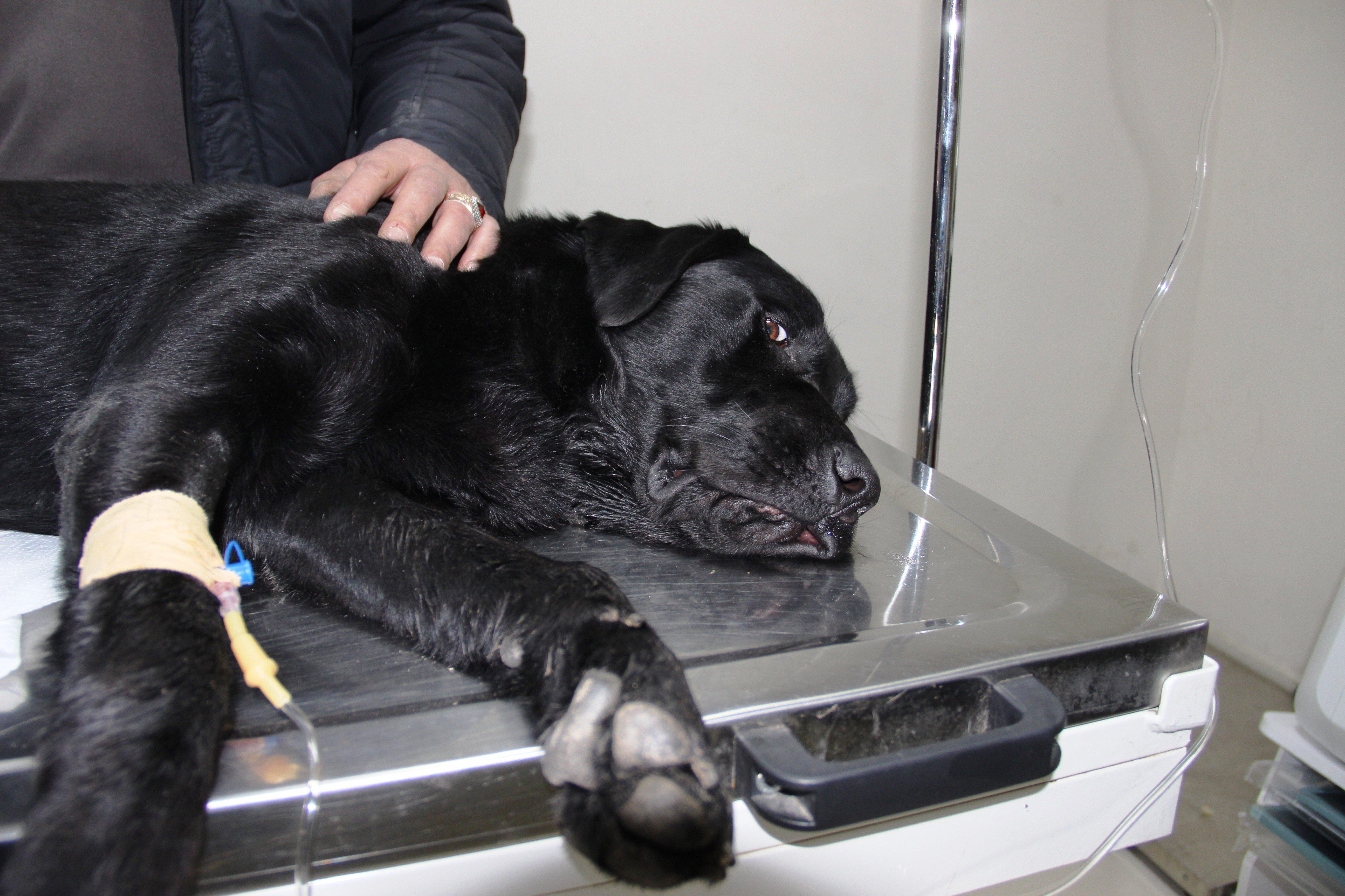 Bodrum’da köpek katliamı: Mavi tavukla zehirlediler