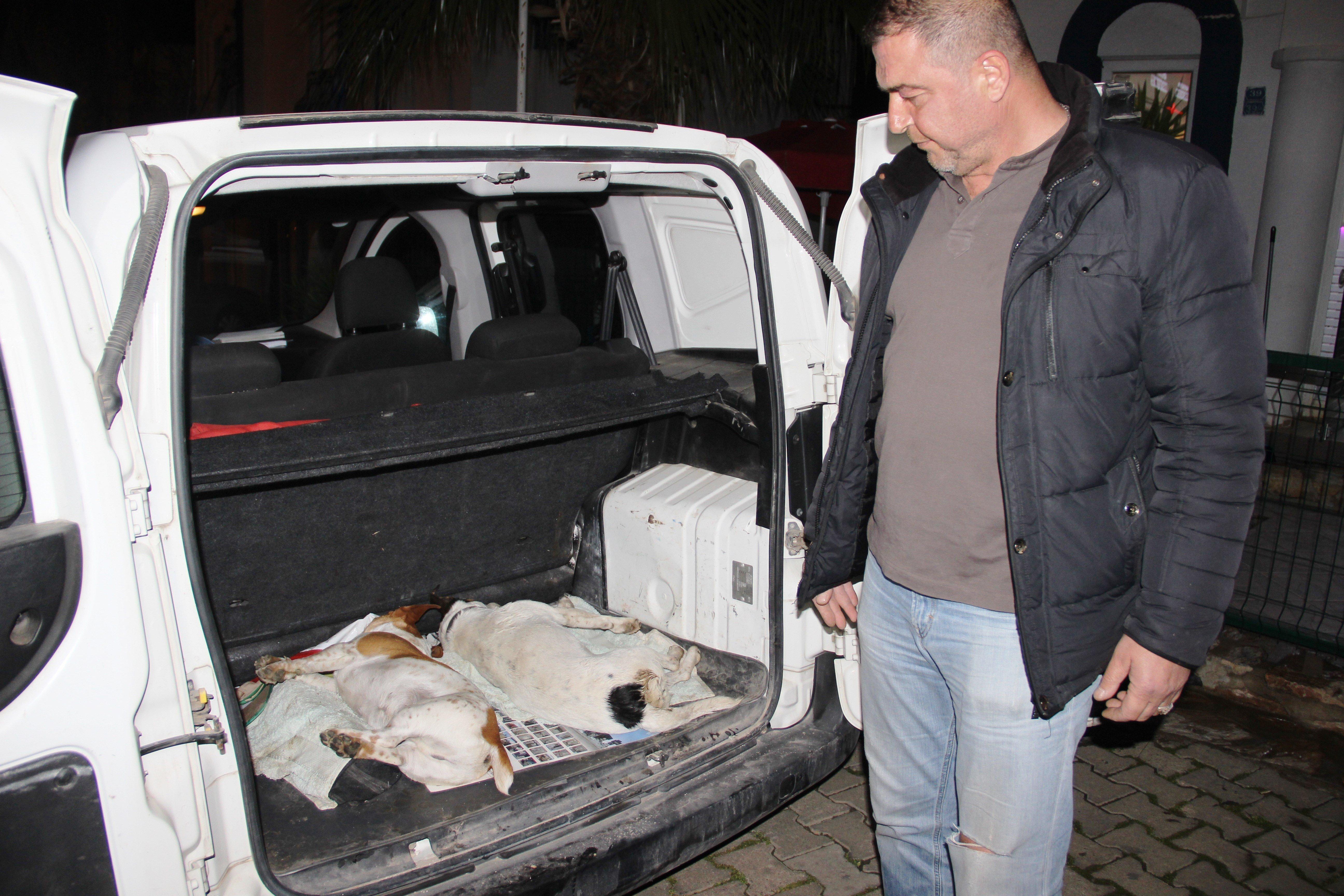 Bodrum’da köpek katliamı: Mavi tavukla zehirlediler