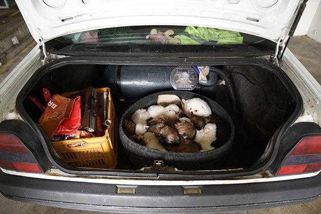 Otomobil bagajında 15 cins yavru köpek ele geçirildi