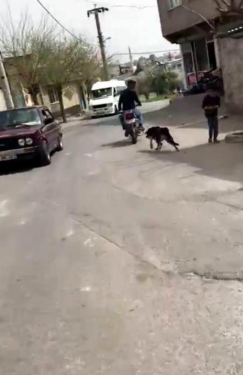 Vicdansız adam motosikletine bağladığı köpeği yerlerde sürükledi