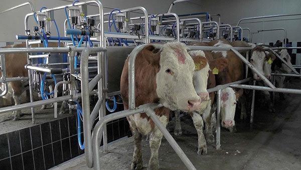2 milyon liralık devlet desteğiyle süt üretim tesisi açtı