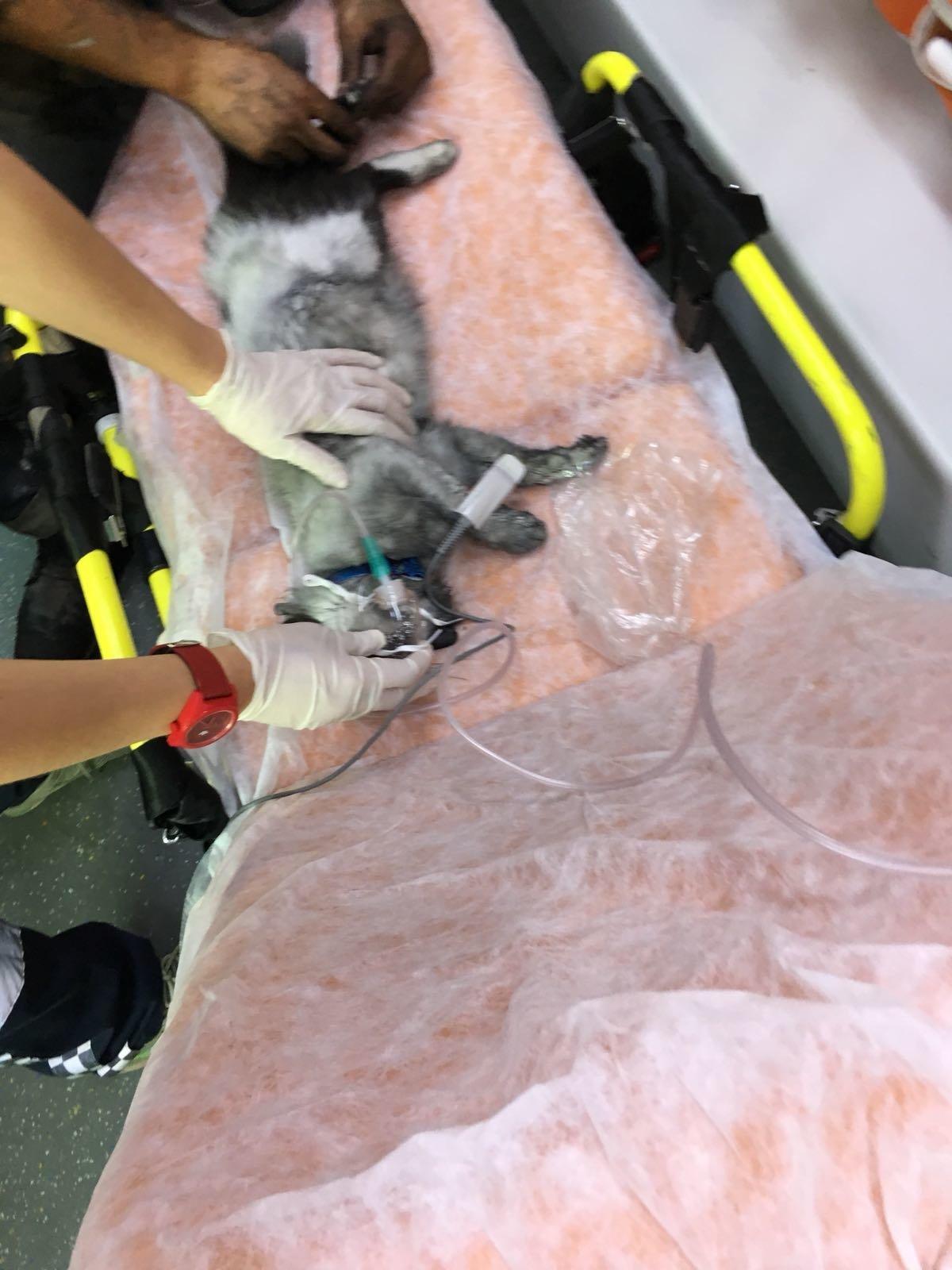 Alevlerin içinde kalan kediyi kalp masajı ile hayata döndürdü