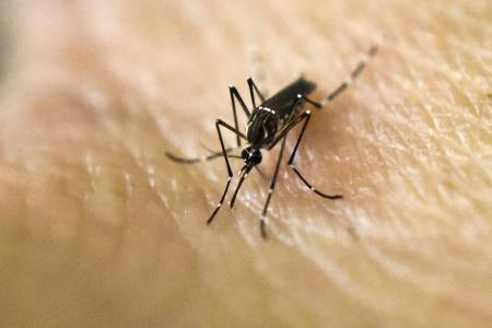 Zika virüsü nedir, nasıl bulaşır