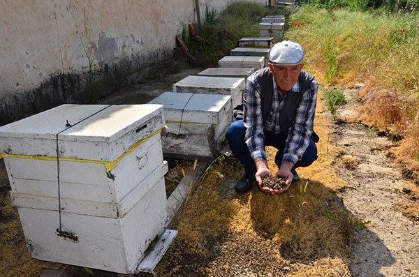 Otları yok etmek için yapılan ilaçlama 5 milyon arıyı telef etti