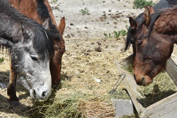 Konyada 19 atın telef olduğu çiftlikteki diğer atlar köylülere dağıtıldı