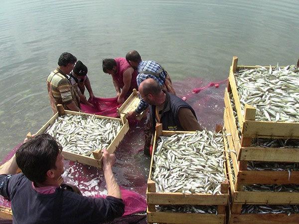 İznik Gölünde balıkçılar canavar avlıyor