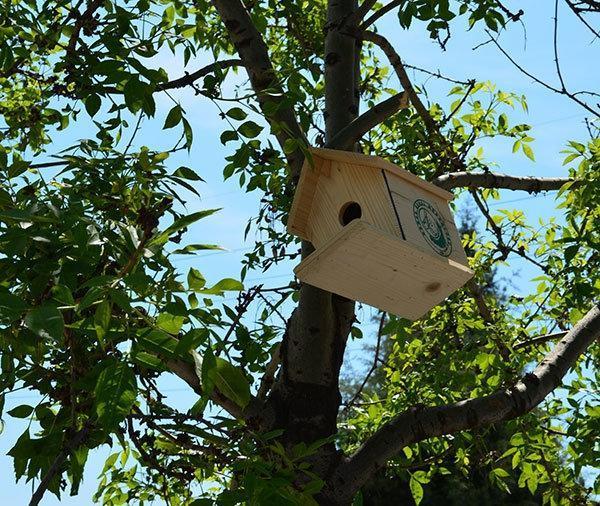 Edirnede okul bahçelerine kuş evleri konuldu