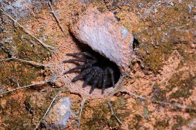 Dünyanın en yaşlı örümceği, eşek arısı sokması sonucu 43 yaşında öldü