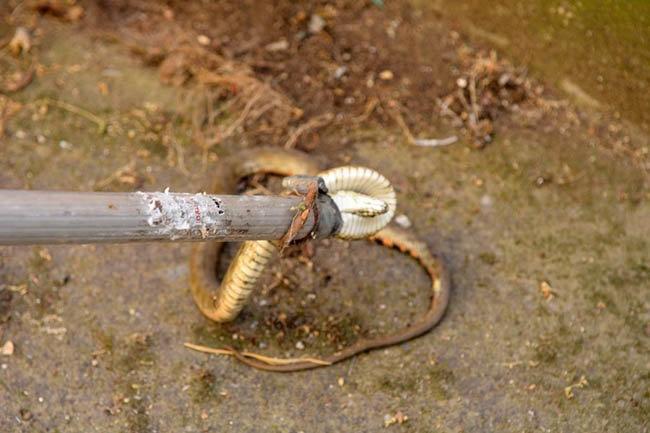 Balkonda saksıların arasındaki yılanı itfaiye ekibi yakaladı