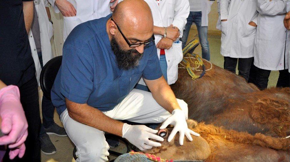 Dünyada bir ilk: Güreşçi deveye katarakt ameliyatı