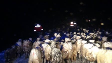 Çobanlar tipiye yakalandı: 7 kişi kurtarıldı, 1 kişi kayıp