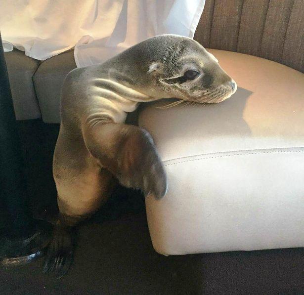 Aç kalan yavru deniz aslanı girdiği restoranda uyuyakaldı